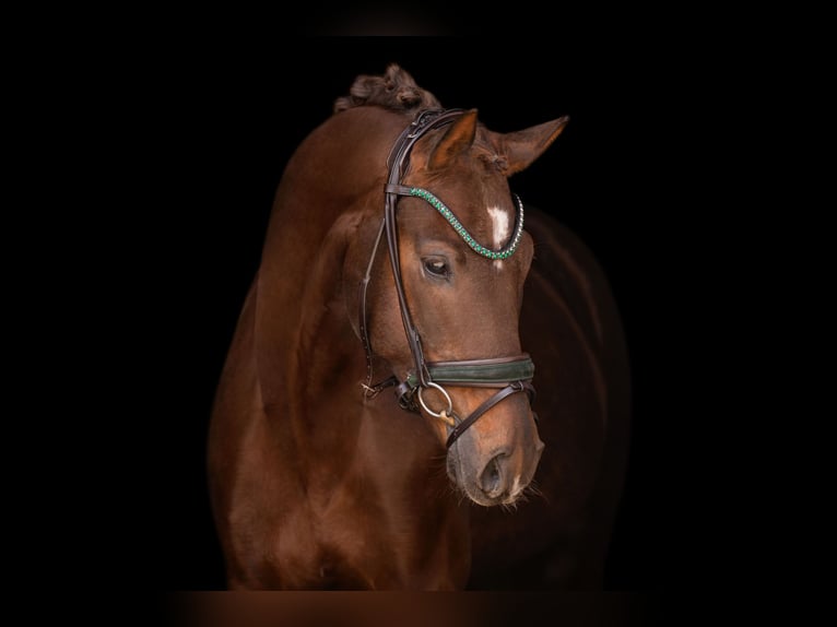 Caballo de deporte alemán Caballo castrado 4 años 161 cm Alazán-tostado in Wehringen