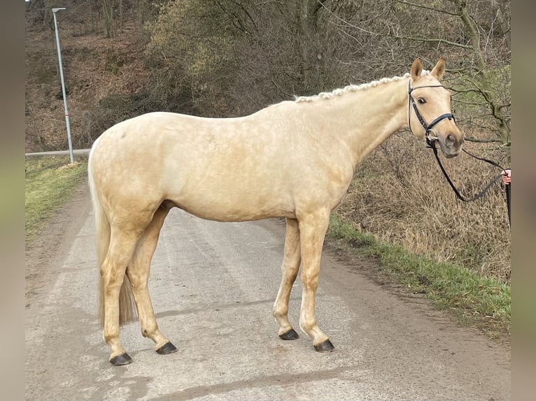 Caballo de deporte alemán Caballo castrado 4 años 161 cm Palomino in Schenklengsfeld