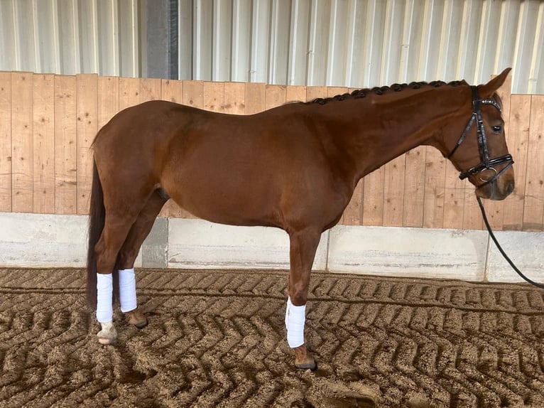 Caballo de deporte alemán Caballo castrado 4 años 162 cm Alazán-tostado in Freystadt