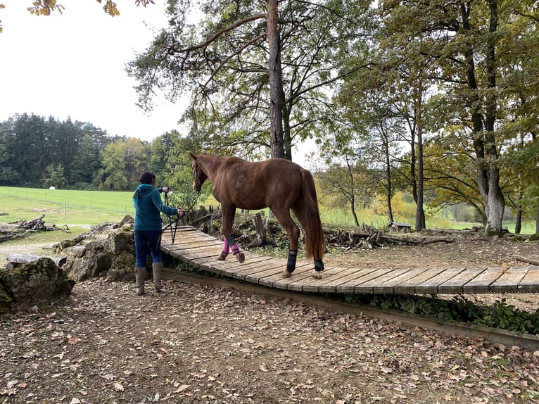 Caballo de deporte alemán Caballo castrado 4 años 162 cm Alazán-tostado in Freystadt