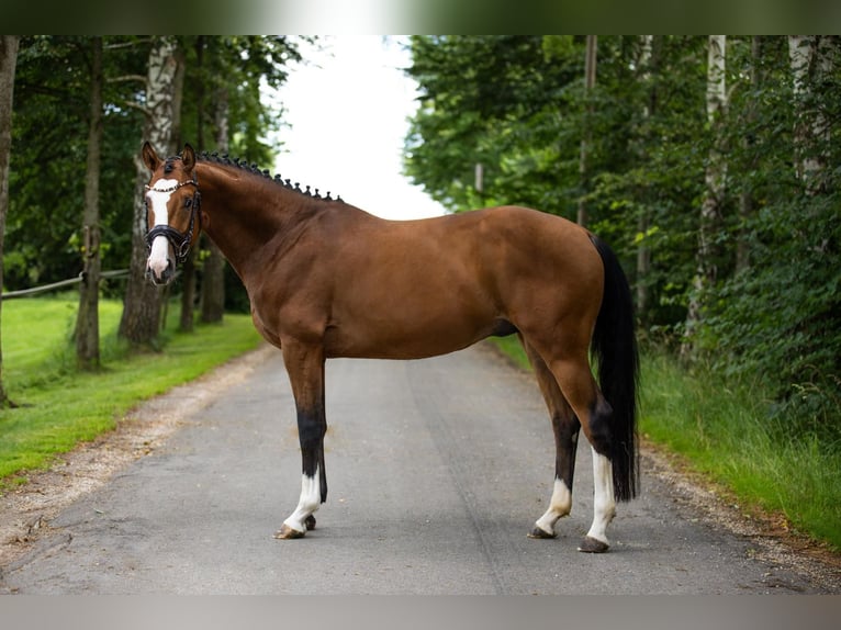 Caballo de deporte alemán Caballo castrado 4 años 162 cm Castaño in Mietingen