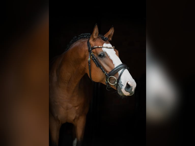 Caballo de deporte alemán Caballo castrado 4 años 162 cm Castaño in Mietingen