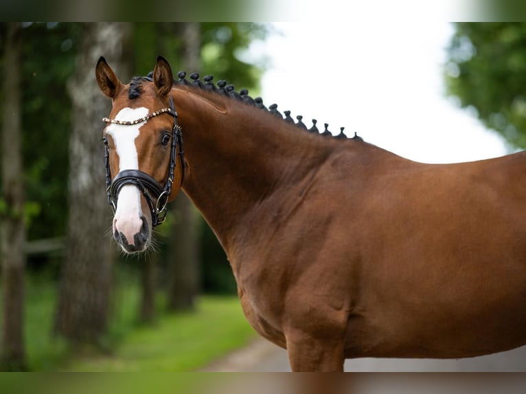 Caballo de deporte alemán Caballo castrado 4 años 162 cm Castaño in Mietingen