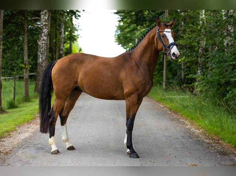 Caballo de deporte alemán Caballo castrado 4 años 162 cm Castaño in Mietingen