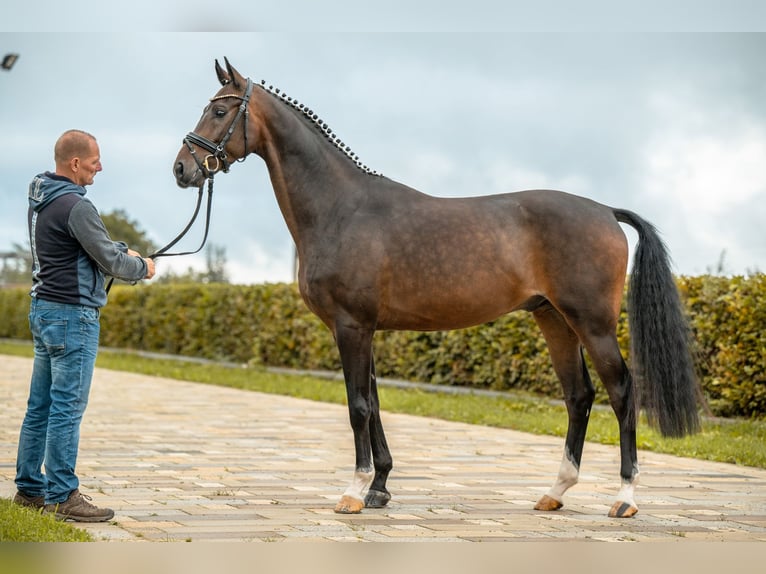 Caballo de deporte alemán Caballo castrado 4 años 162 cm Castaño in Gomadingen