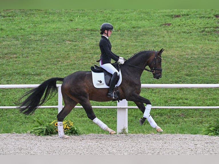 Caballo de deporte alemán Caballo castrado 4 años 162 cm Castaño in Gomadingen