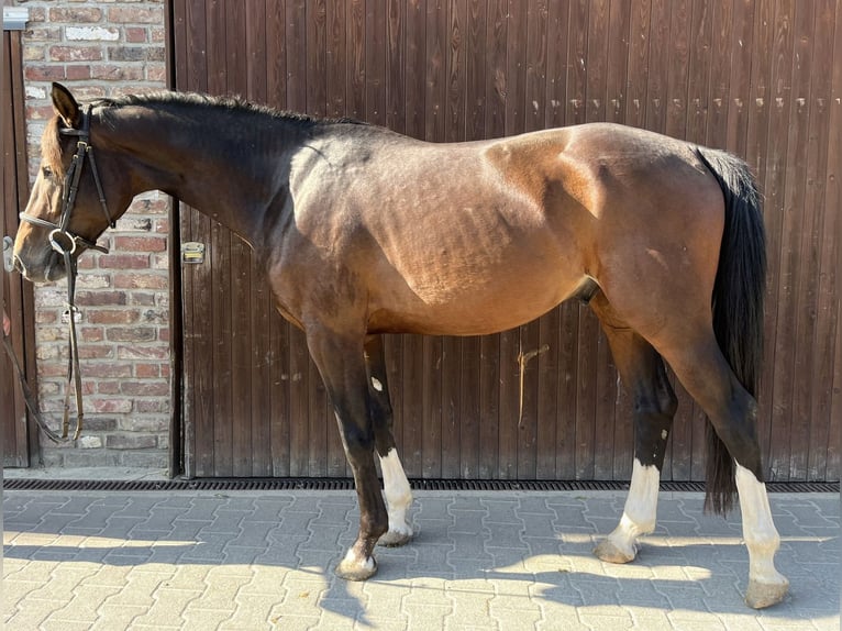 Caballo de deporte alemán Caballo castrado 4 años 162 cm Castaño oscuro in Grevenbroich