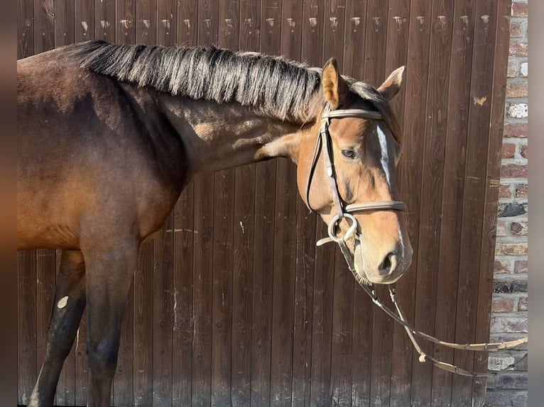 Caballo de deporte alemán Caballo castrado 4 años 162 cm Castaño oscuro in Grevenbroich