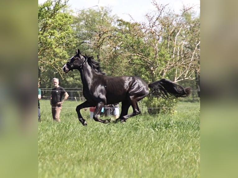 Caballo de deporte alemán Caballo castrado 4 años 162 cm Negro in Mittenwalde