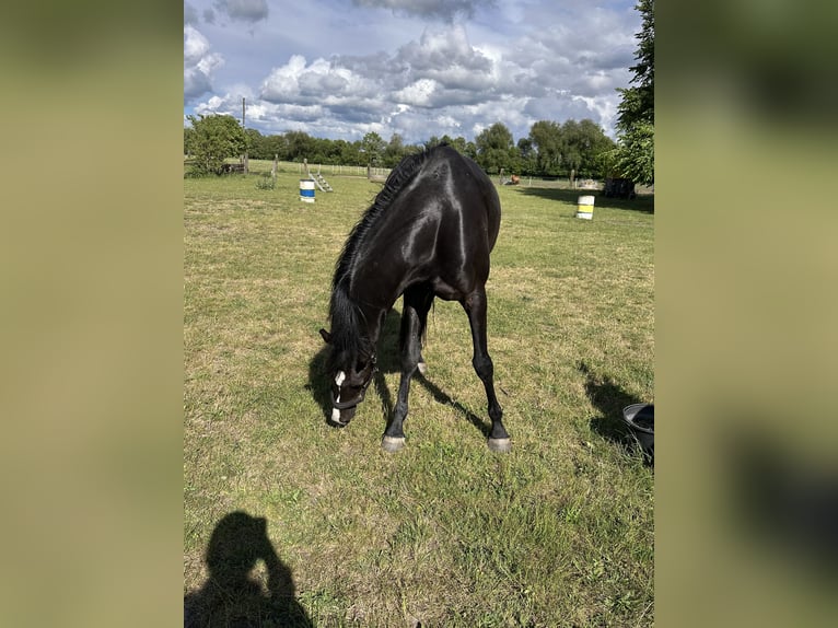 Caballo de deporte alemán Caballo castrado 4 años 162 cm Negro in Mittenwalde