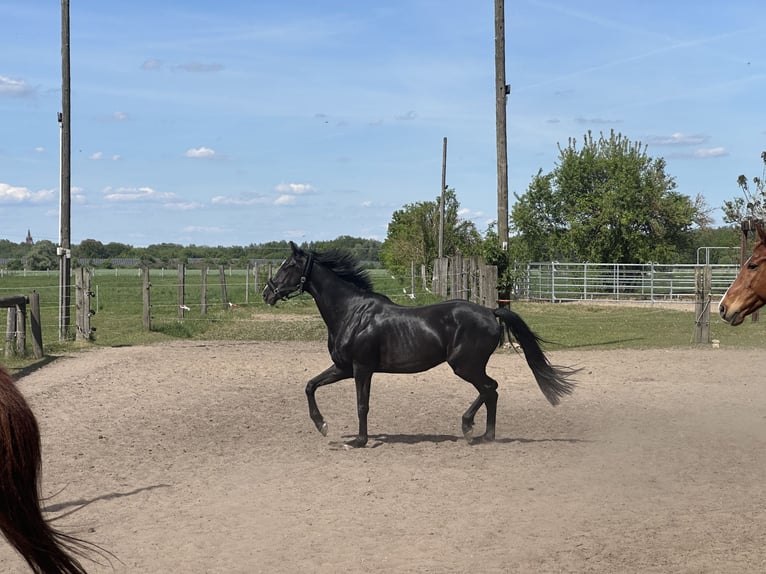 Caballo de deporte alemán Caballo castrado 4 años 162 cm Negro in Mittenwalde