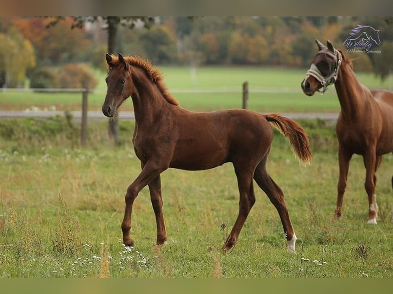 Caballo de deporte alemán Caballo castrado 4 años 163 cm Alazán-tostado in Eilenburg