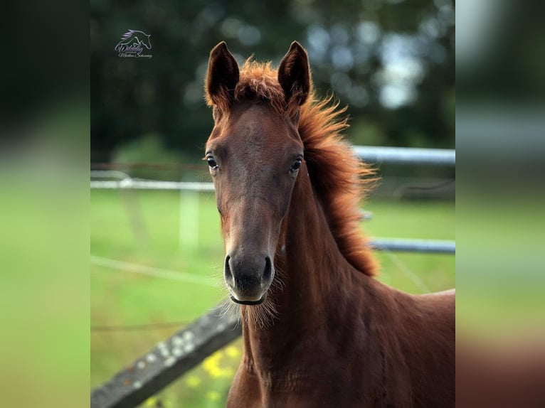 Caballo de deporte alemán Caballo castrado 4 años 163 cm Alazán-tostado in Eilenburg