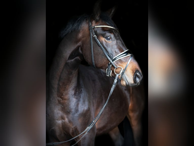 Caballo de deporte alemán Caballo castrado 4 años 163 cm Castaño in Priestewitz