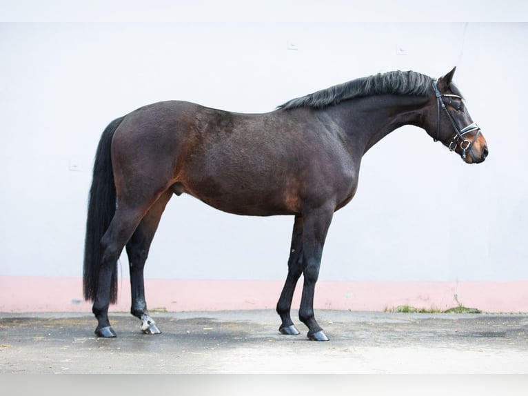 Caballo de deporte alemán Caballo castrado 4 años 163 cm Castaño in Priestewitz