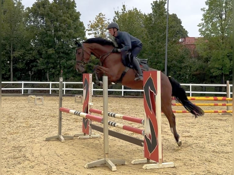 Caballo de deporte alemán Caballo castrado 4 años 163 cm Castaño in Neustadt in Sachsen