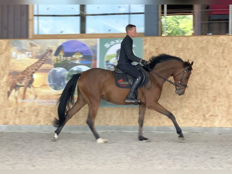 Caballo de deporte alemán Caballo castrado 4 años 163 cm Castaño in Neustadt in Sachsen