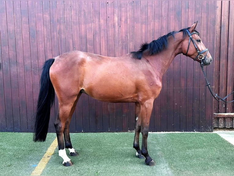 Caballo de deporte alemán Caballo castrado 4 años 163 cm Castaño in Neustadt in Sachsen