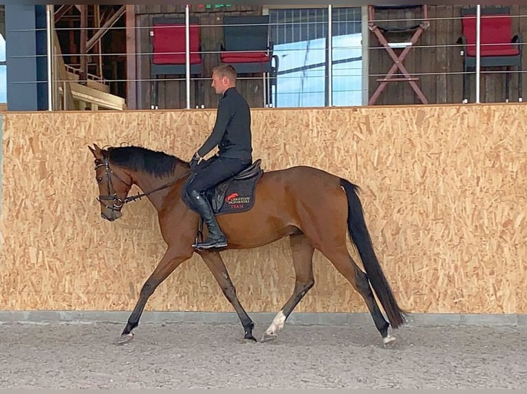 Caballo de deporte alemán Caballo castrado 4 años 163 cm Castaño in Neustadt in Sachsen