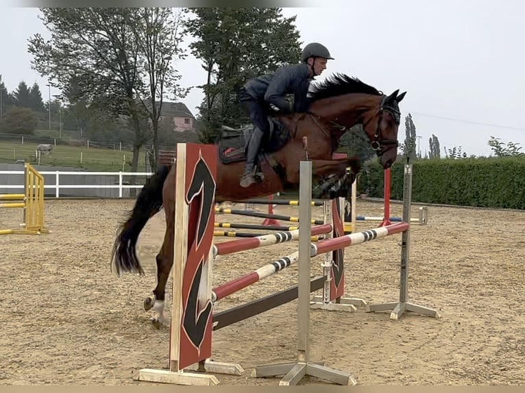 Caballo de deporte alemán Caballo castrado 4 años 163 cm Castaño in Neustadt in Sachsen