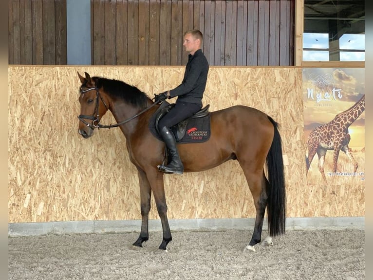 Caballo de deporte alemán Caballo castrado 4 años 163 cm Castaño in Neustadt in Sachsen