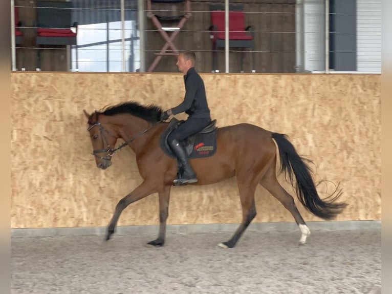 Caballo de deporte alemán Caballo castrado 4 años 163 cm Castaño in Neustadt in Sachsen