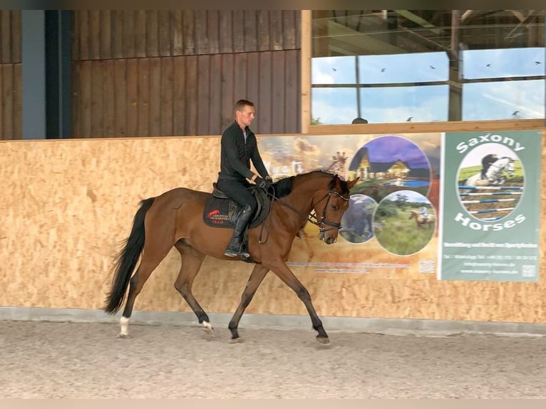 Caballo de deporte alemán Caballo castrado 4 años 163 cm Castaño in Neustadt in Sachsen