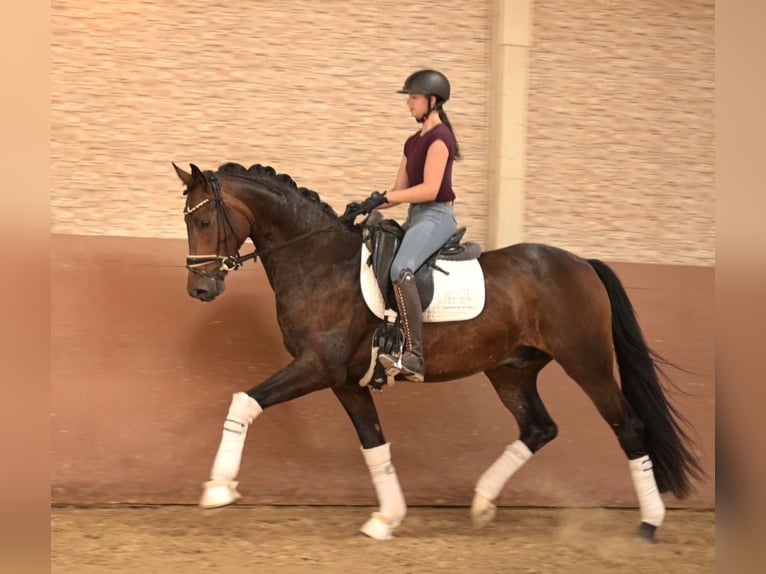 Caballo de deporte alemán Caballo castrado 4 años 163 cm Castaño oscuro in Wehringen