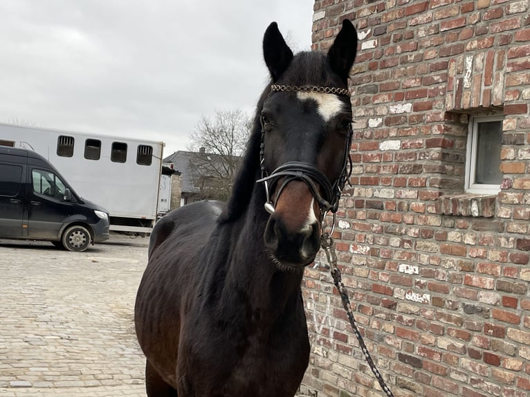 Caballo de deporte alemán Caballo castrado 4 años 163 cm Castaño oscuro in Grevenbroich