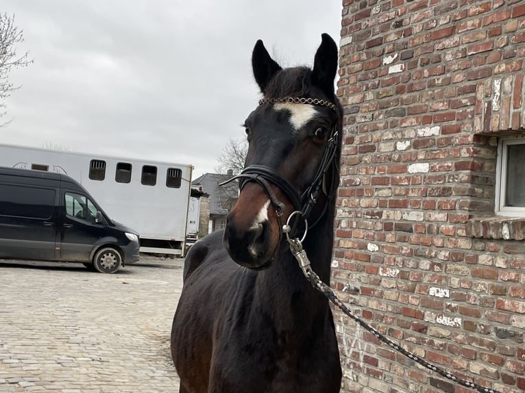 Caballo de deporte alemán Caballo castrado 4 años 163 cm Castaño oscuro in Grevenbroich