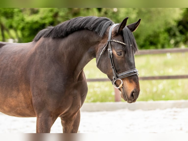 Caballo de deporte alemán Caballo castrado 4 años 163 cm Morcillo in Kümmersbruck