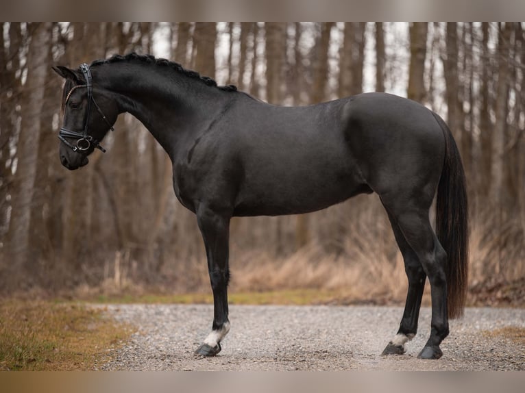 Caballo de deporte alemán Caballo castrado 4 años 163 cm Negro in Wehringen