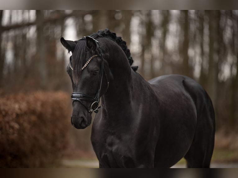 Caballo de deporte alemán Caballo castrado 4 años 163 cm Negro in Wehringen