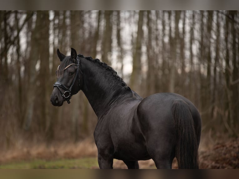 Caballo de deporte alemán Caballo castrado 4 años 163 cm Negro in Wehringen