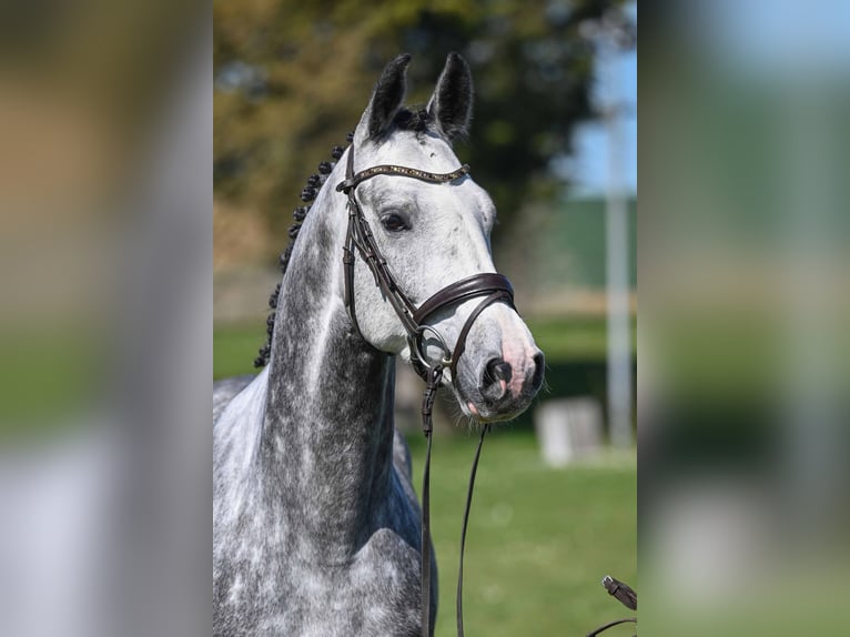 Caballo de deporte alemán Caballo castrado 4 años 163 cm Tordo in Gomadingen