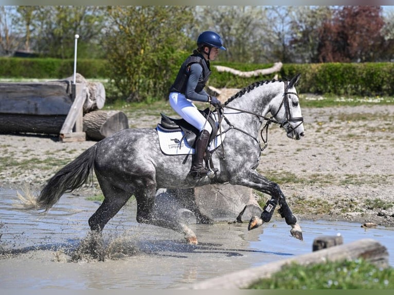 Caballo de deporte alemán Caballo castrado 4 años 163 cm Tordo in Gomadingen