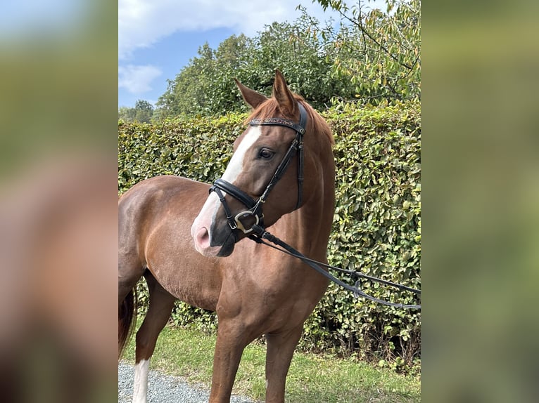 Caballo de deporte alemán Caballo castrado 4 años 164 cm Alazán in Heinersreuth