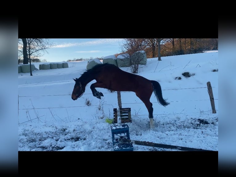 Caballo de deporte alemán Caballo castrado 4 años 164 cm Castaño in Drolshagen