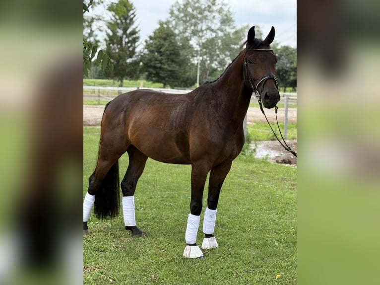 Caballo de deporte alemán Caballo castrado 4 años 164 cm Castaño in Karlsfeld