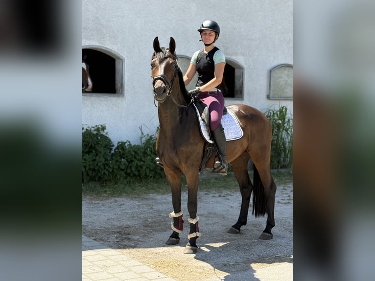 Caballo de deporte alemán Caballo castrado 4 años 164 cm Castaño in Karlsfeld