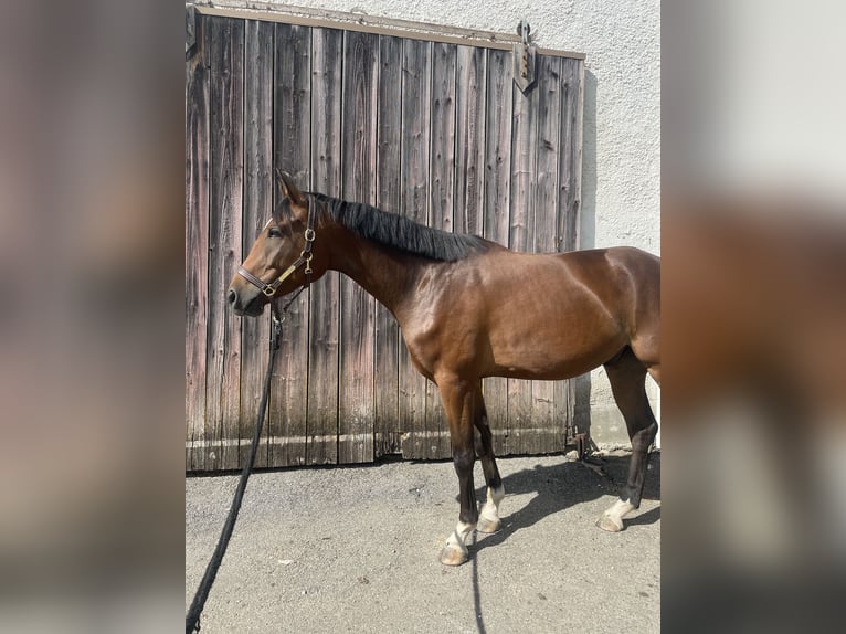 Caballo de deporte alemán Caballo castrado 4 años 164 cm Castaño in PförringPförring