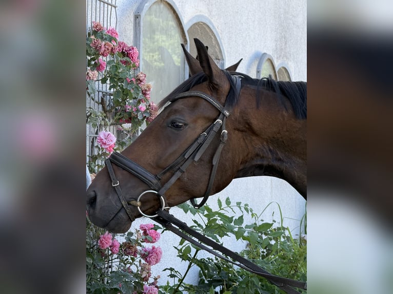 Caballo de deporte alemán Caballo castrado 4 años 164 cm Castaño oscuro in Karlsfeld