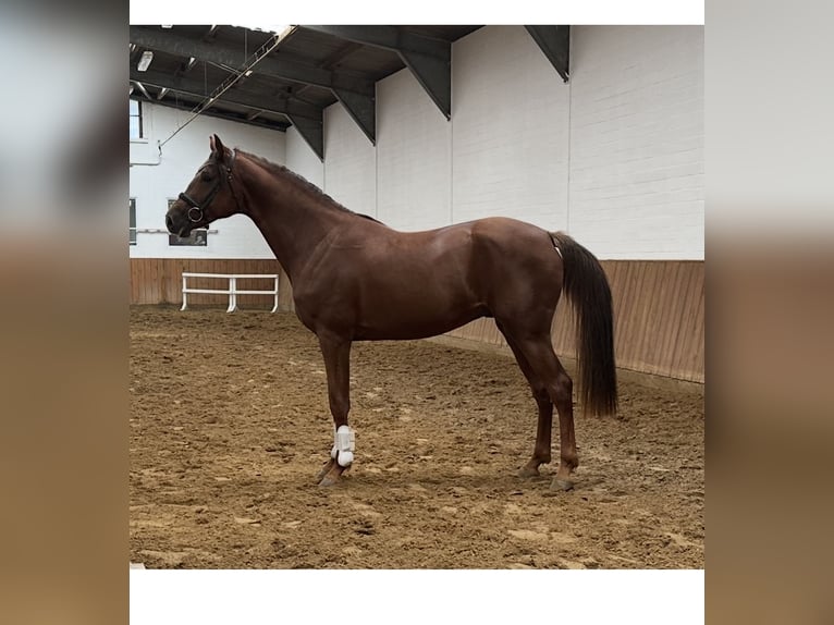 Caballo de deporte alemán Caballo castrado 4 años 165 cm Alazán in Gronau (Leine)Gronau