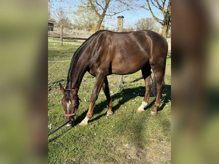 Caballo de deporte alemán Caballo castrado 4 años 165 cm Alazán-tostado in Karlsfeld