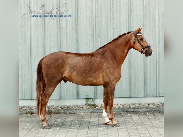 Caballo de deporte alemán Caballo castrado 4 años 165 cm Alazán-tostado in Oberstadion