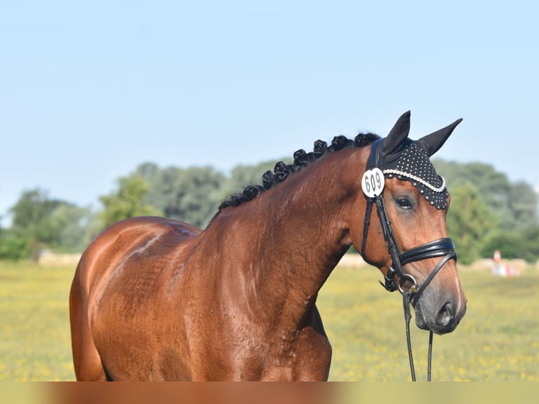 Caballo de deporte alemán Caballo castrado 4 años 165 cm Castaño in Kamern