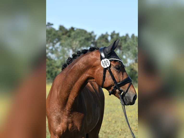 Caballo de deporte alemán Caballo castrado 4 años 165 cm Castaño in Kamern