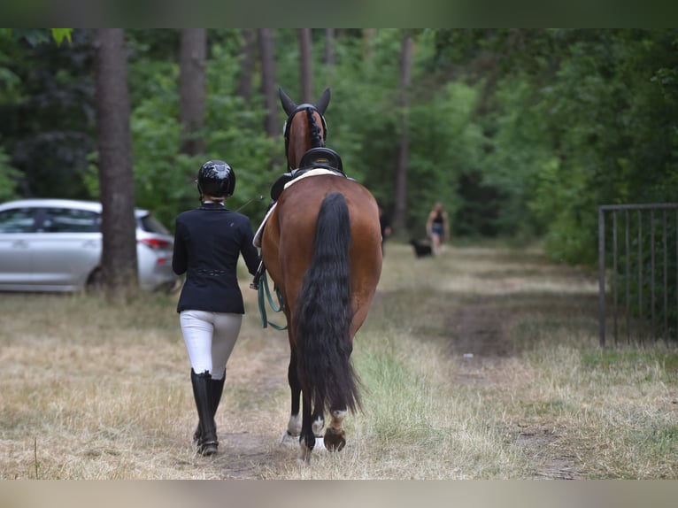 Caballo de deporte alemán Caballo castrado 4 años 165 cm Castaño in Kamern
