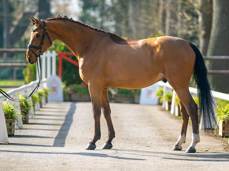 Caballo de deporte alemán Caballo castrado 4 años 165 cm Castaño in Münster-Handorf