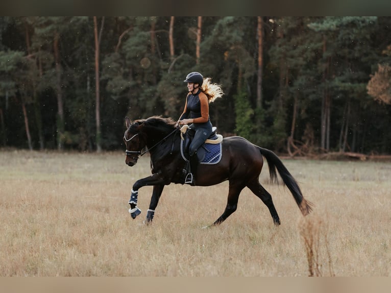 Caballo de deporte alemán Caballo castrado 4 años 165 cm Castaño oscuro in Sieversdorf-Hohenhofen